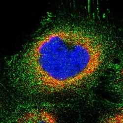 ZNF783 Antibody, Novus Biologicals:Antibodies:Primary Antibodies